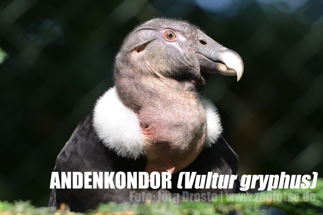 Der Kopf des Andenkondors ist nahezu kahl. Wie bei vielen aasfressenden Vögeln dient diese "Glatze" hygienischen Gründen, sodass die Vögel beim Herumstochern in den Kadavern nicht allzu schmutzig werden.
