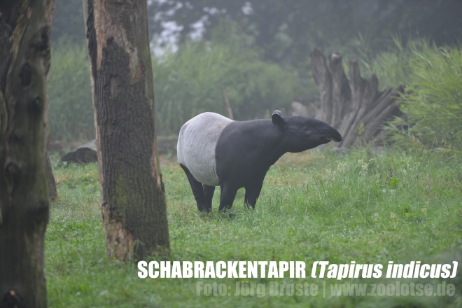 Schabrackentapir im Zoo Dortmund